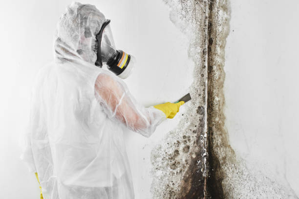 Best Bathroom Mold Remediation in Stanton, MI
