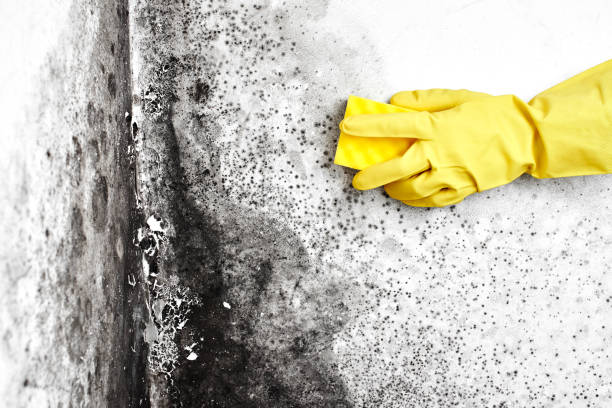 Best Kitchen Mold Remediation in Stanton, MI