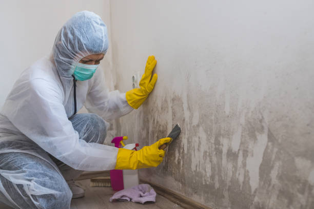 Best Basement Mold Remediation in Stanton, MI