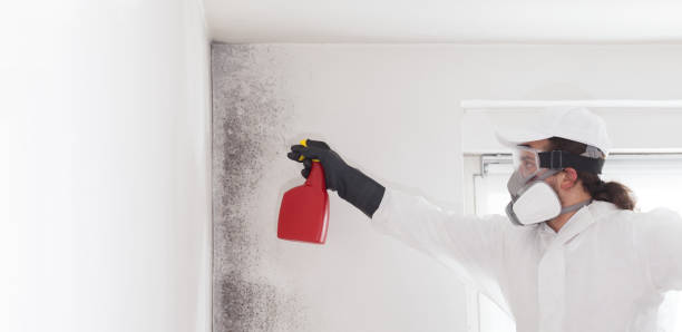 Best DIY Mold Remediation Support Services in Stanton, MI