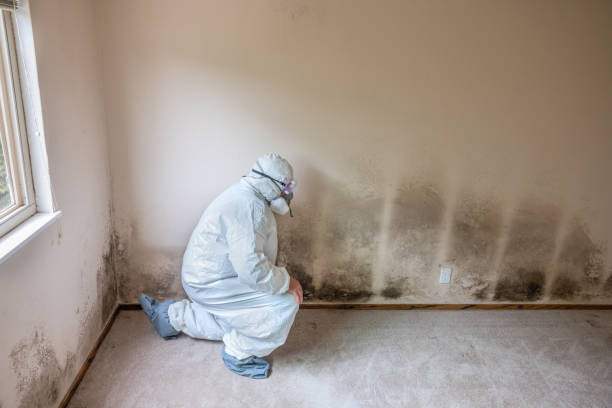 Professional Mold Remediation in Stanton, MI