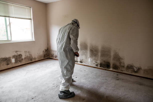 Best Attic Mold Remediation in Stanton, MI