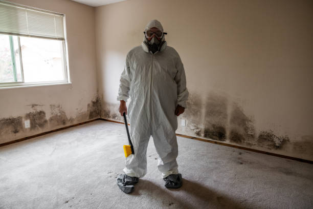 Best Residential Mold Remediation in Stanton, MI
