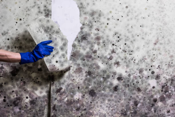  Stanton, MI Mold Removal Pros