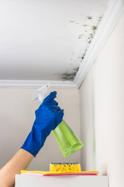 Best Residential Mold Remediation in Stanton, MI