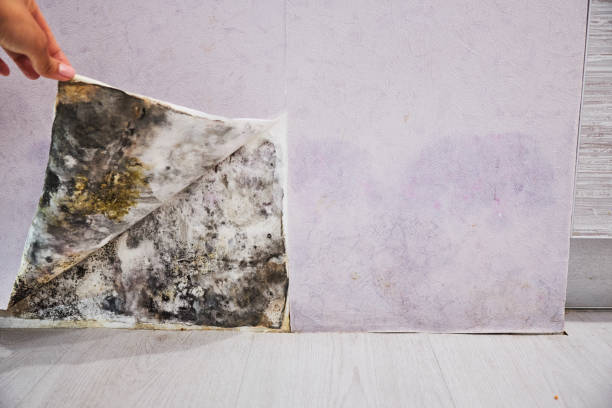 Best Preventive Mold Services in Stanton, MI